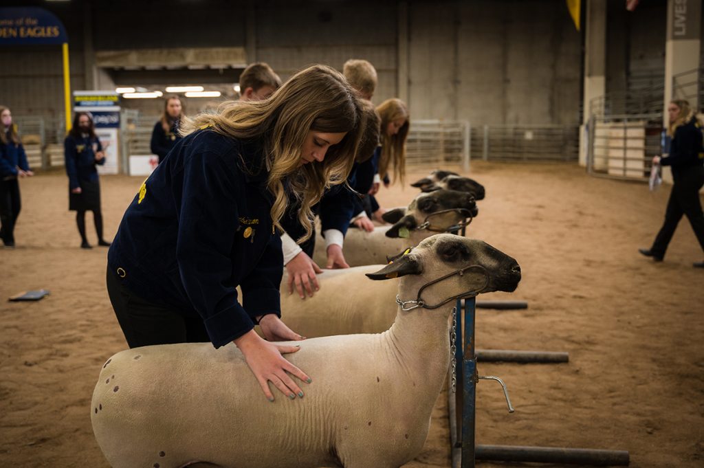 A girl in an FFA jacket feels the back of a sheep