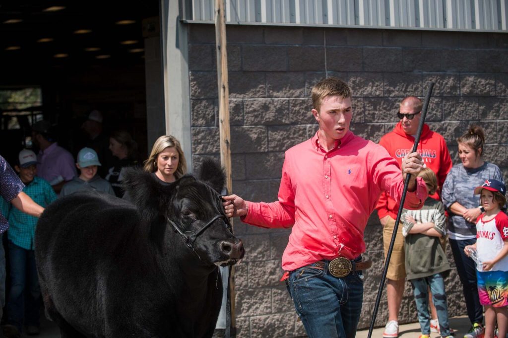 A boy in a pink shirt leads a black steer into the ring