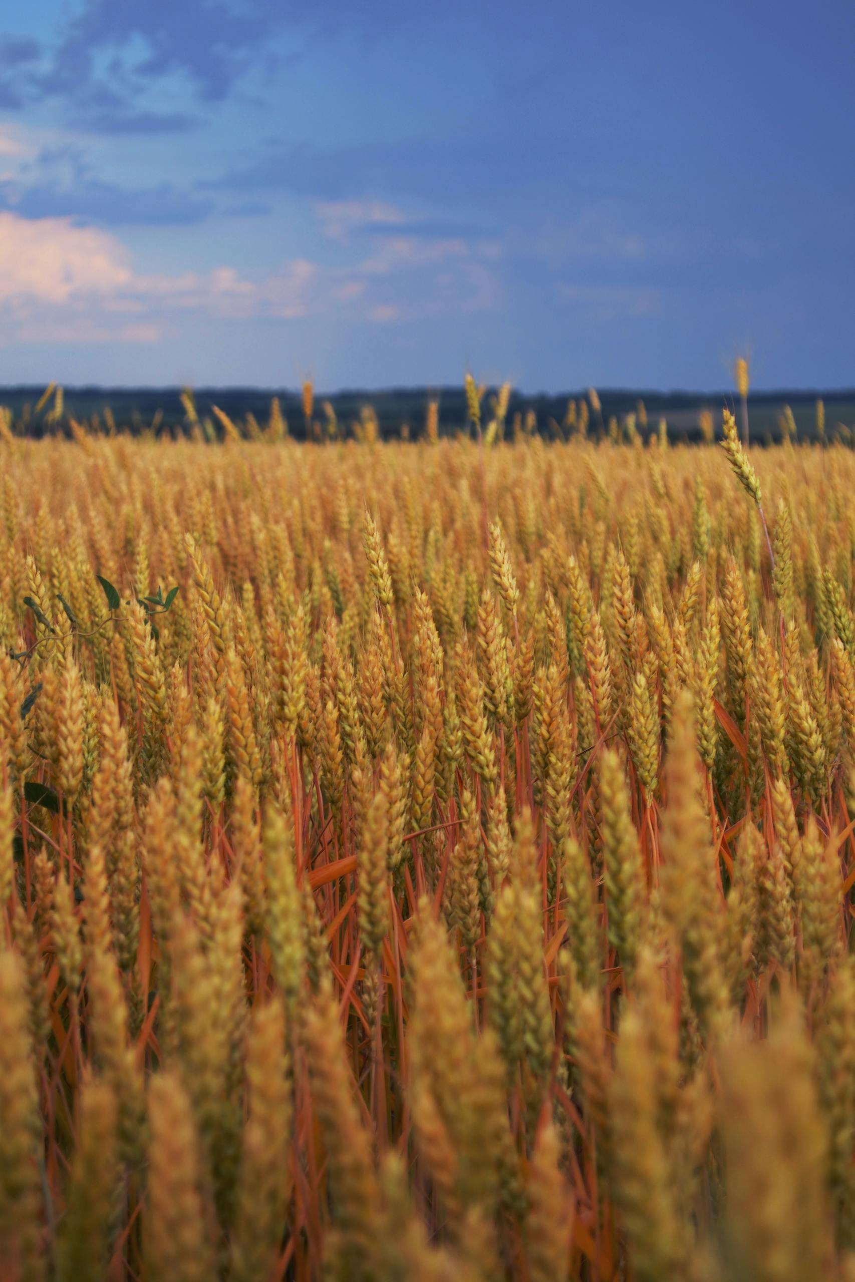Golden wheat field under a clear blue sky, symbolizing agricultural abundance and natural beauty.