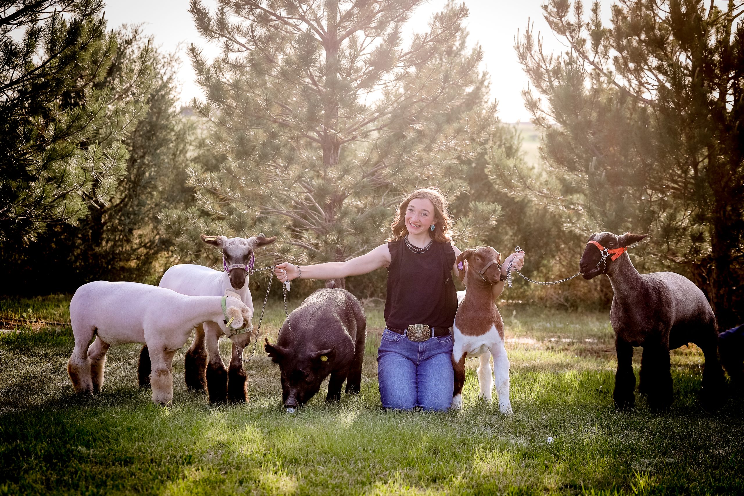Teenage girl kneeling in grass holding several show lambs and a pig on leads, with pine trees and warm evening light behind her.