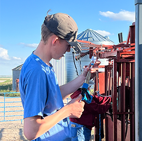 A high school student draws a vaccine, standing in front of a red cattle squeeze shoot.